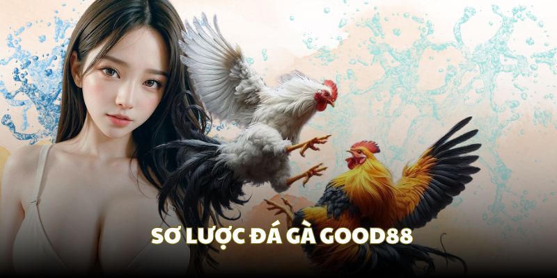 Sơ nét các đặc điểm đá gà Good88 Sơ nét các đặc điểm đá gà Good88