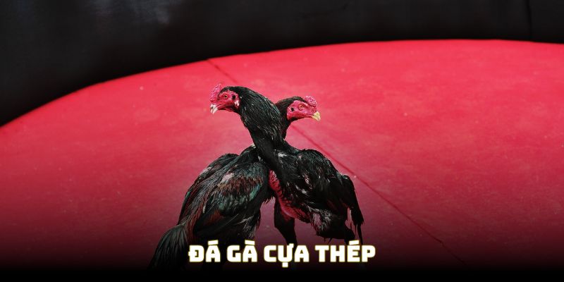 Đá gà cựa thép | Màn đối đầu đỉnh, sắc nét từng khoảnh khắc 1 da ga cua thep dai dien