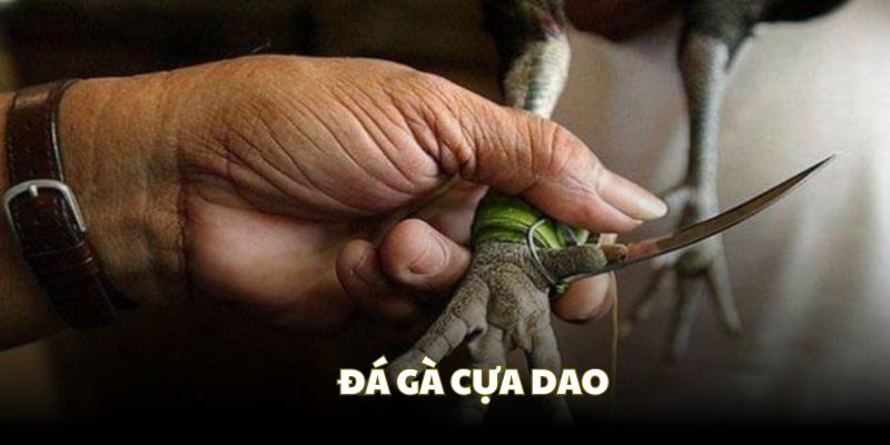 Cựa dao giữ lửa kịch tính trong đá gà cựa thép