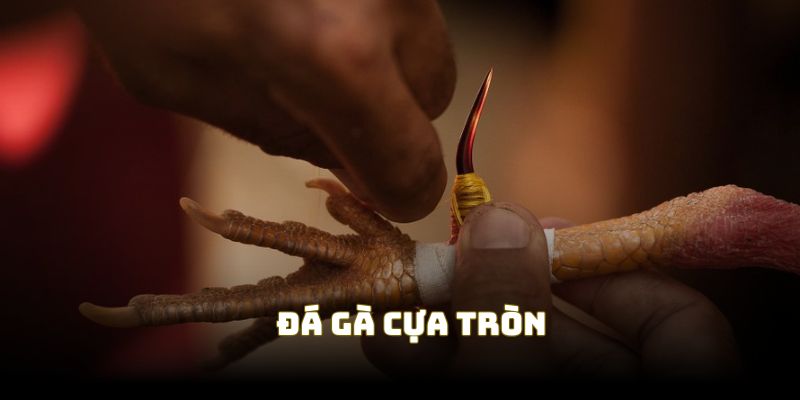 Cựa tròn luôn là lựa chọn hấp dẫn trong đá gà cựa thép