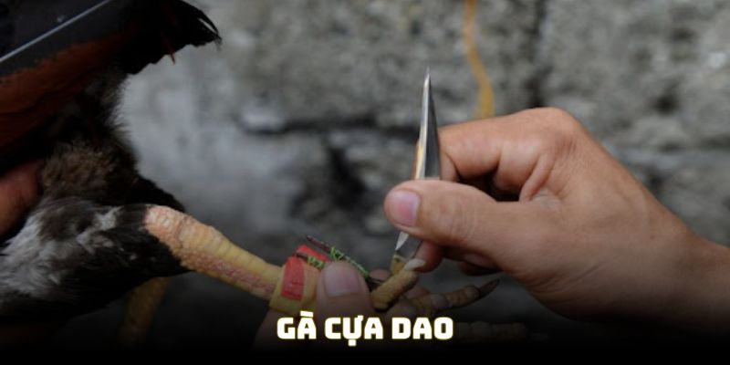 ga cua dao dai dien