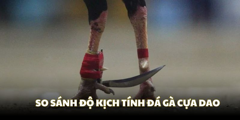 So sánh độ hấp dẫn của hai hình thức chọi gà phổ biến