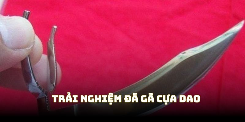 Trải nghiệm sức hấp dẫn từ đá gà cựa dao