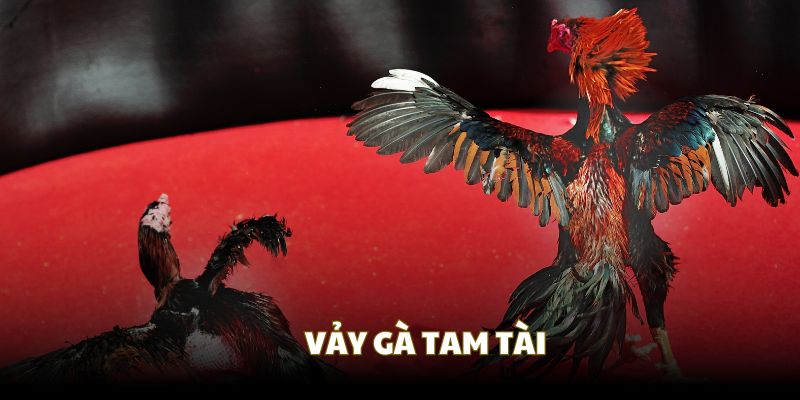 Vảy gà Tam Tài | Nhận dạng vảy gà chiến kê độc - quý - lạ 3 vay ga tam tai dai dien