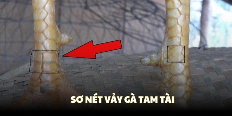 Khai thác chung về chiến kê sở hữu vảy Tam Tài Khai thác chung về chiến kê sở hữu vảy Tam Tài