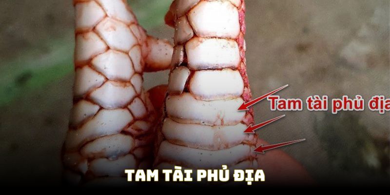 Vảy gà Tam Tài | Nhận dạng vảy gà chiến kê độc - quý - lạ 2 Đặc điểm vảy gà Tam Tài Phủ Địa